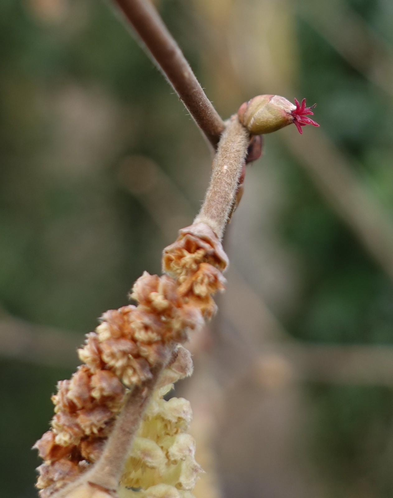 Corylus avellana