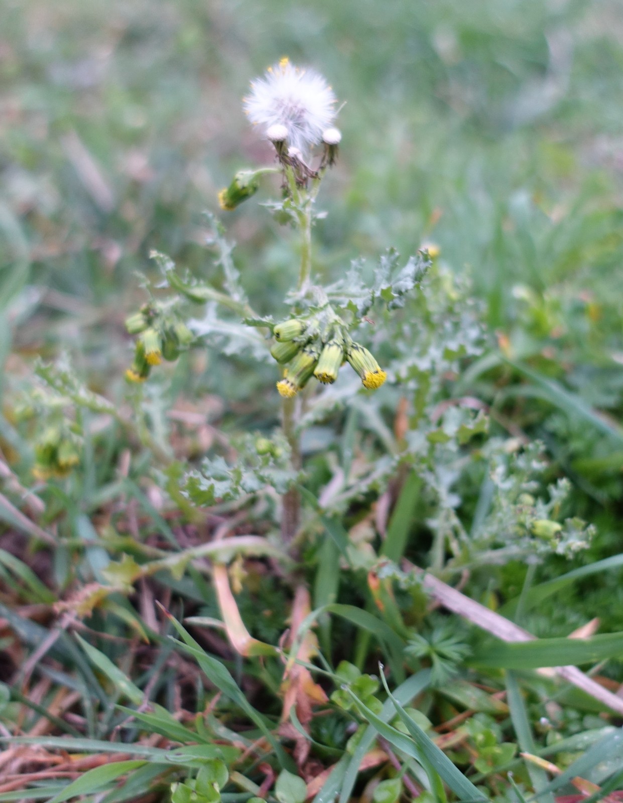 Senecio vulgaris