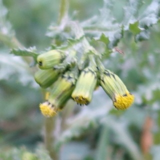 Senecio vulgaris