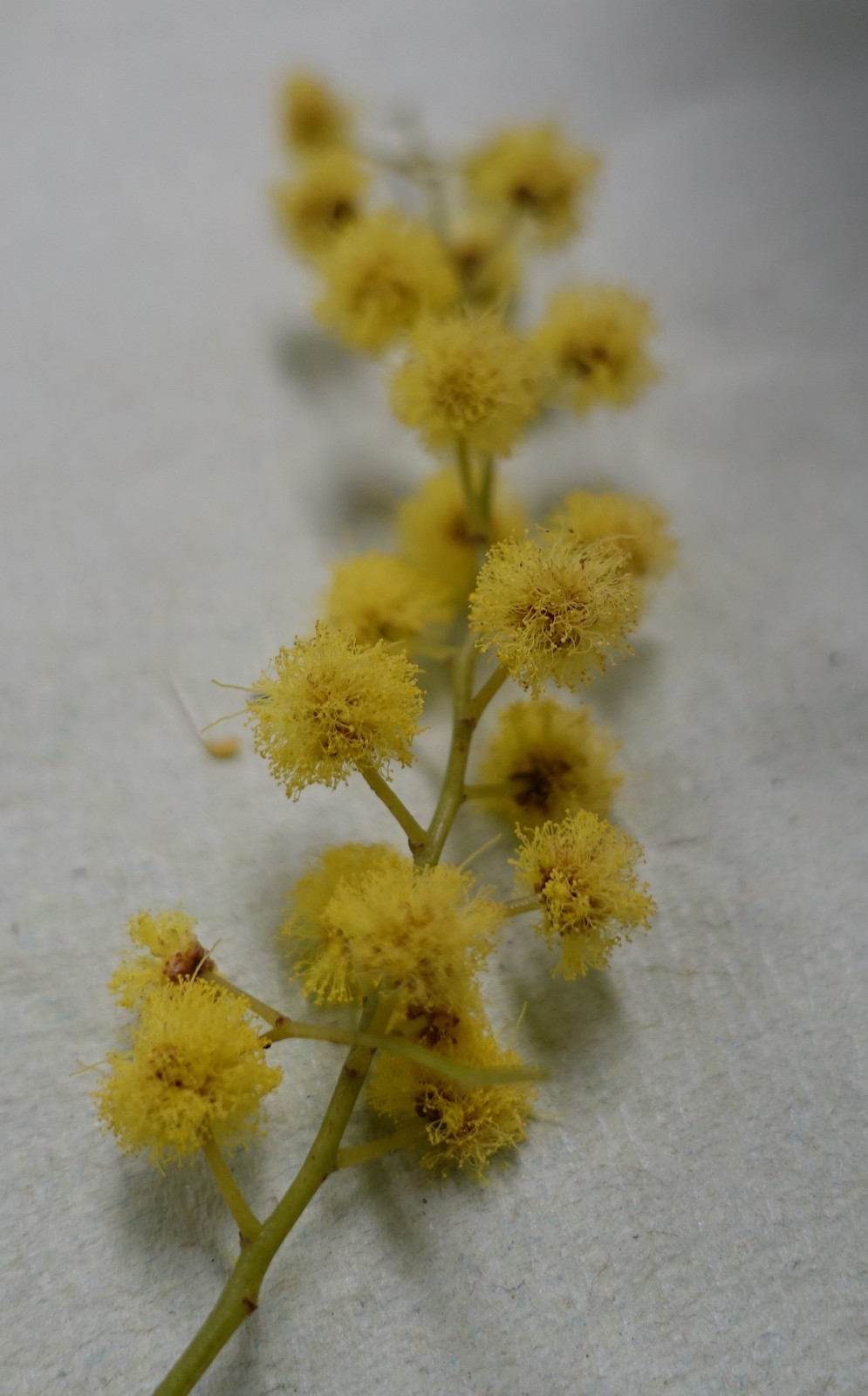 Acacia dealbata