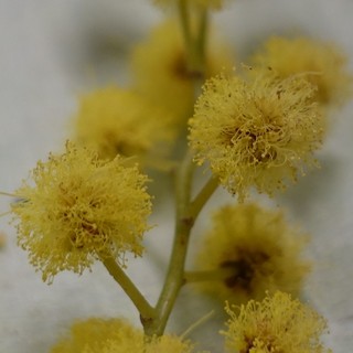 Acacia dealbata