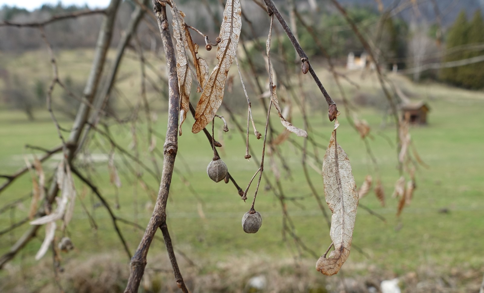 Tilia platyphyllos