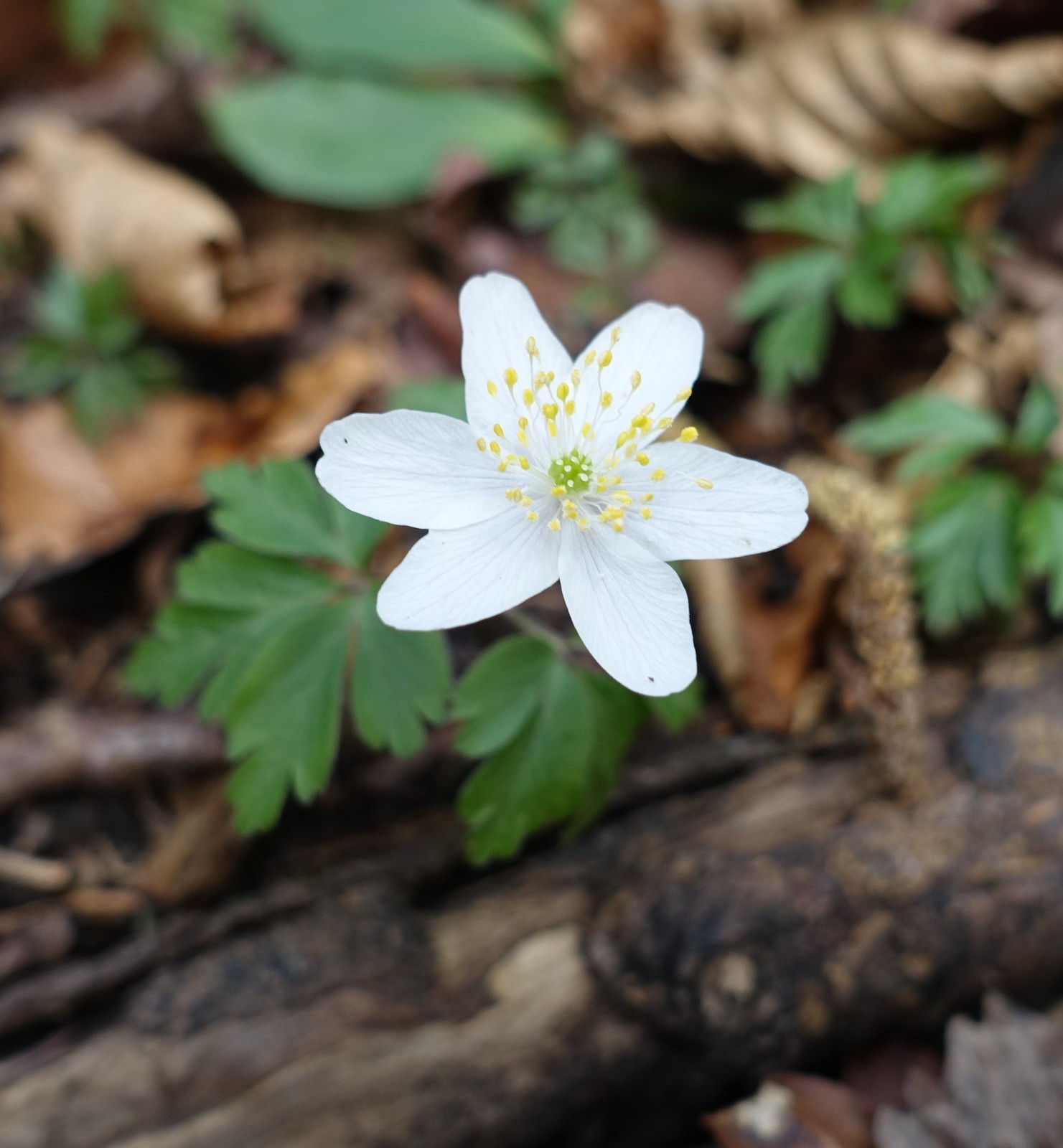 Anemone nemorosa