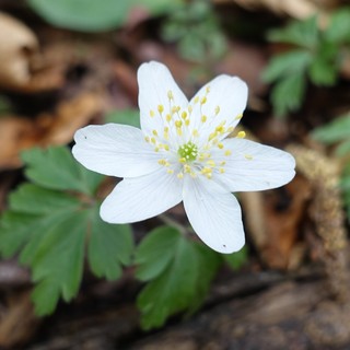 Anemone nemorosa