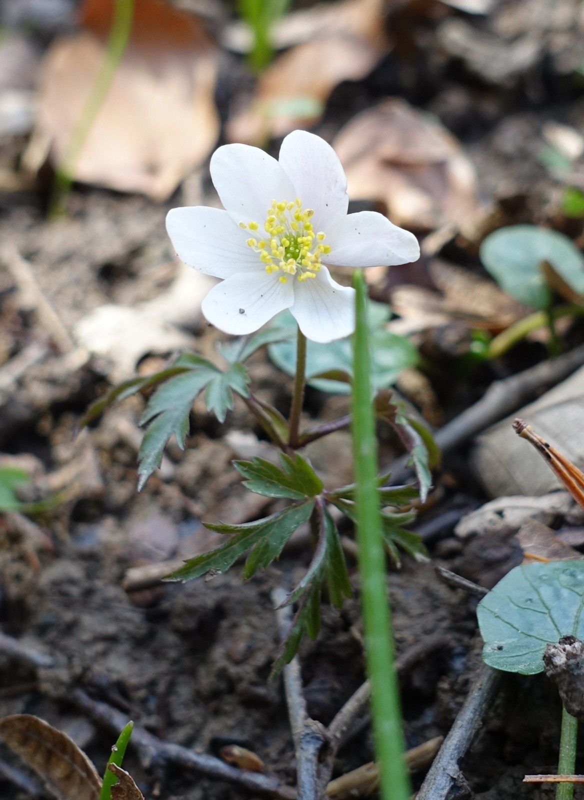 Anemone nemorosa
