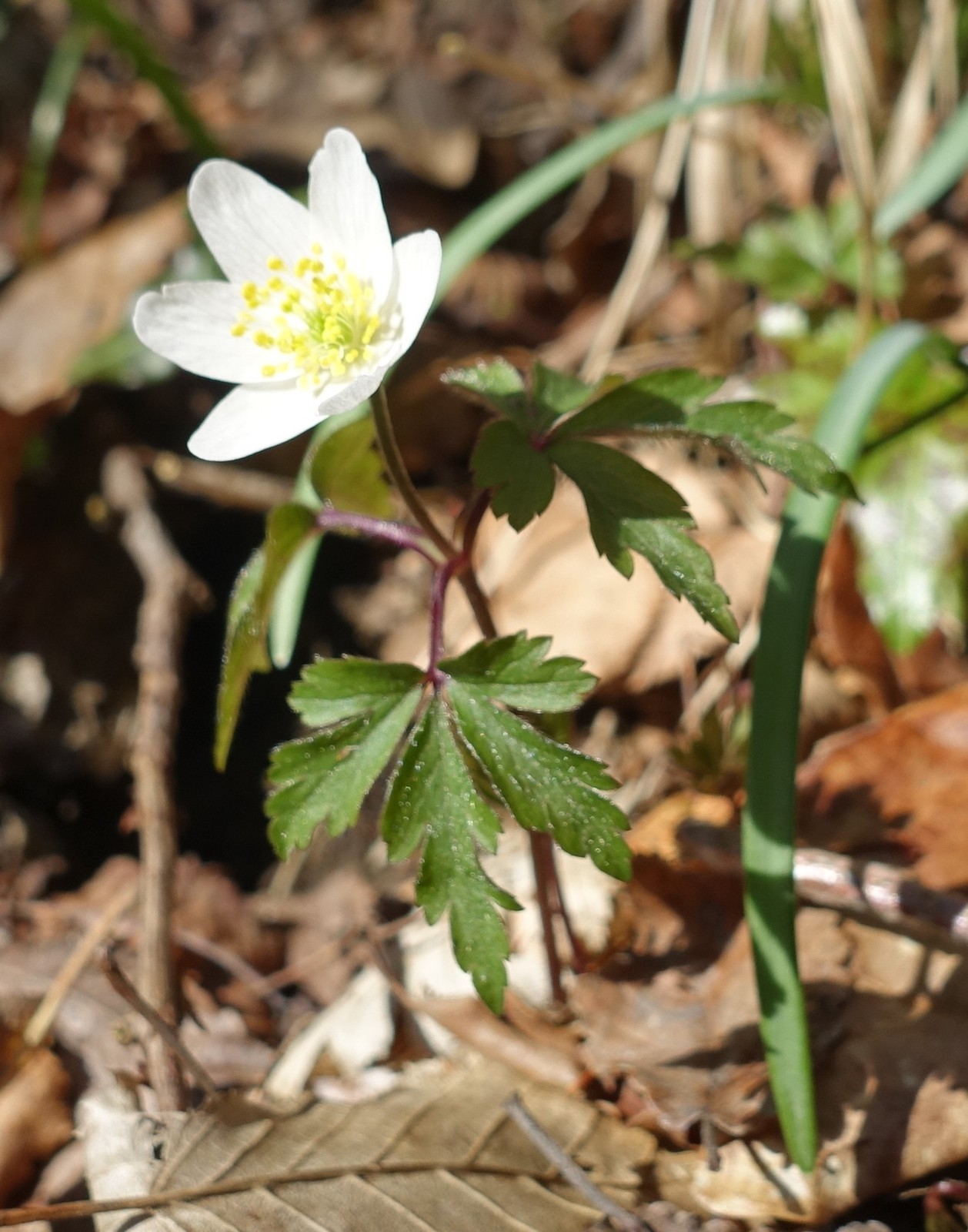 Anemone nemorosa
