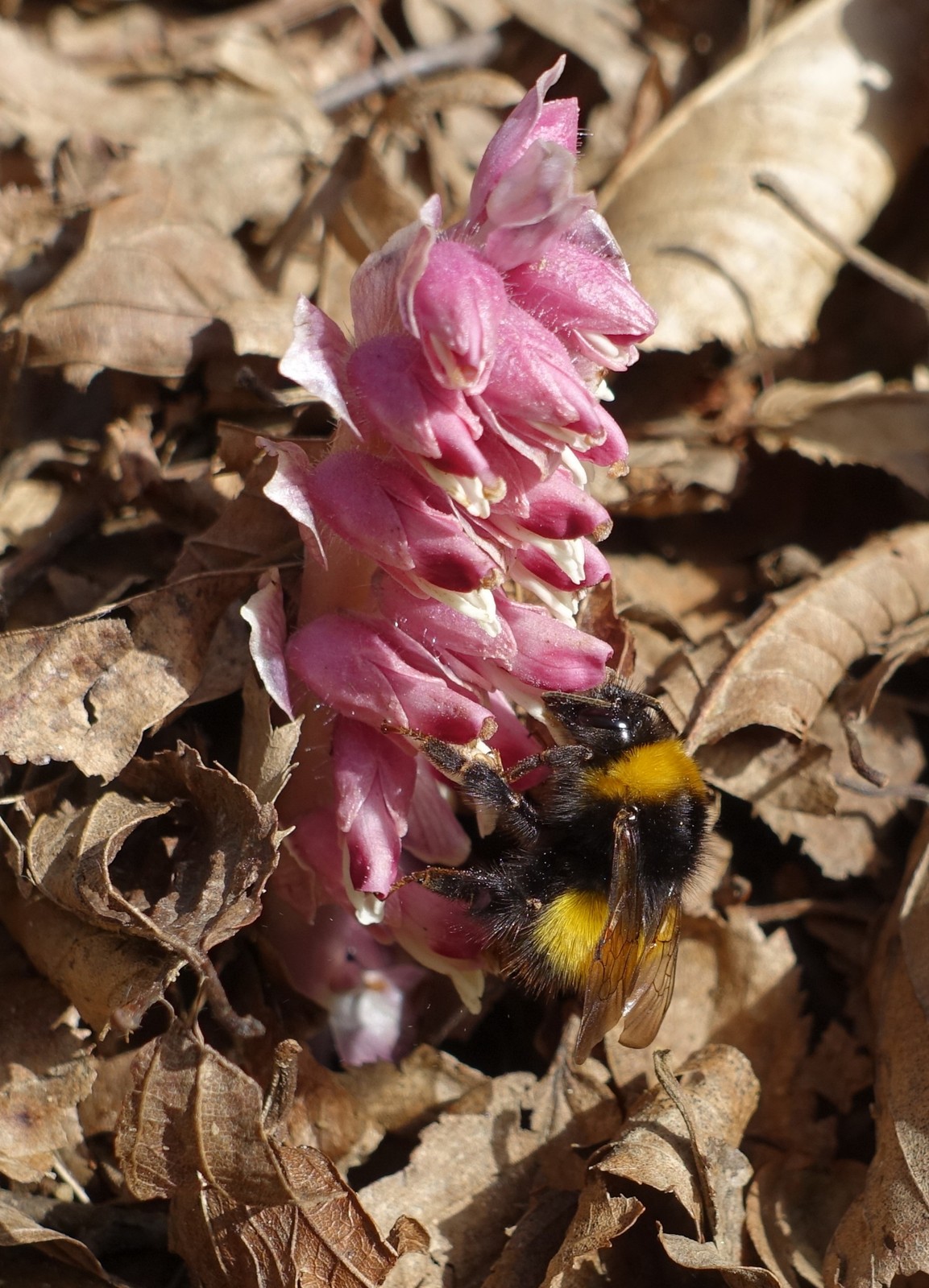 Lathraea squamaria