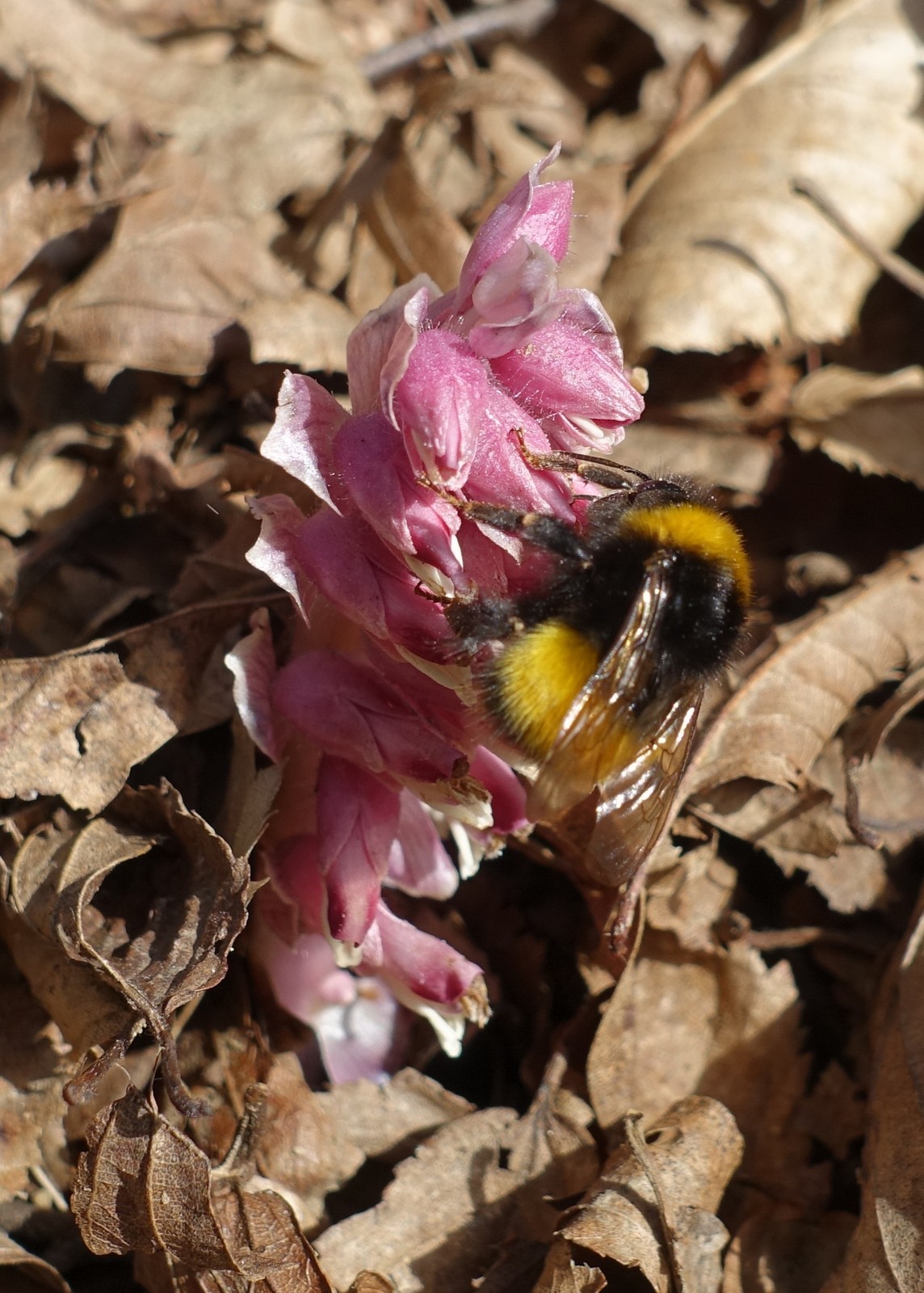 Lathraea squamaria