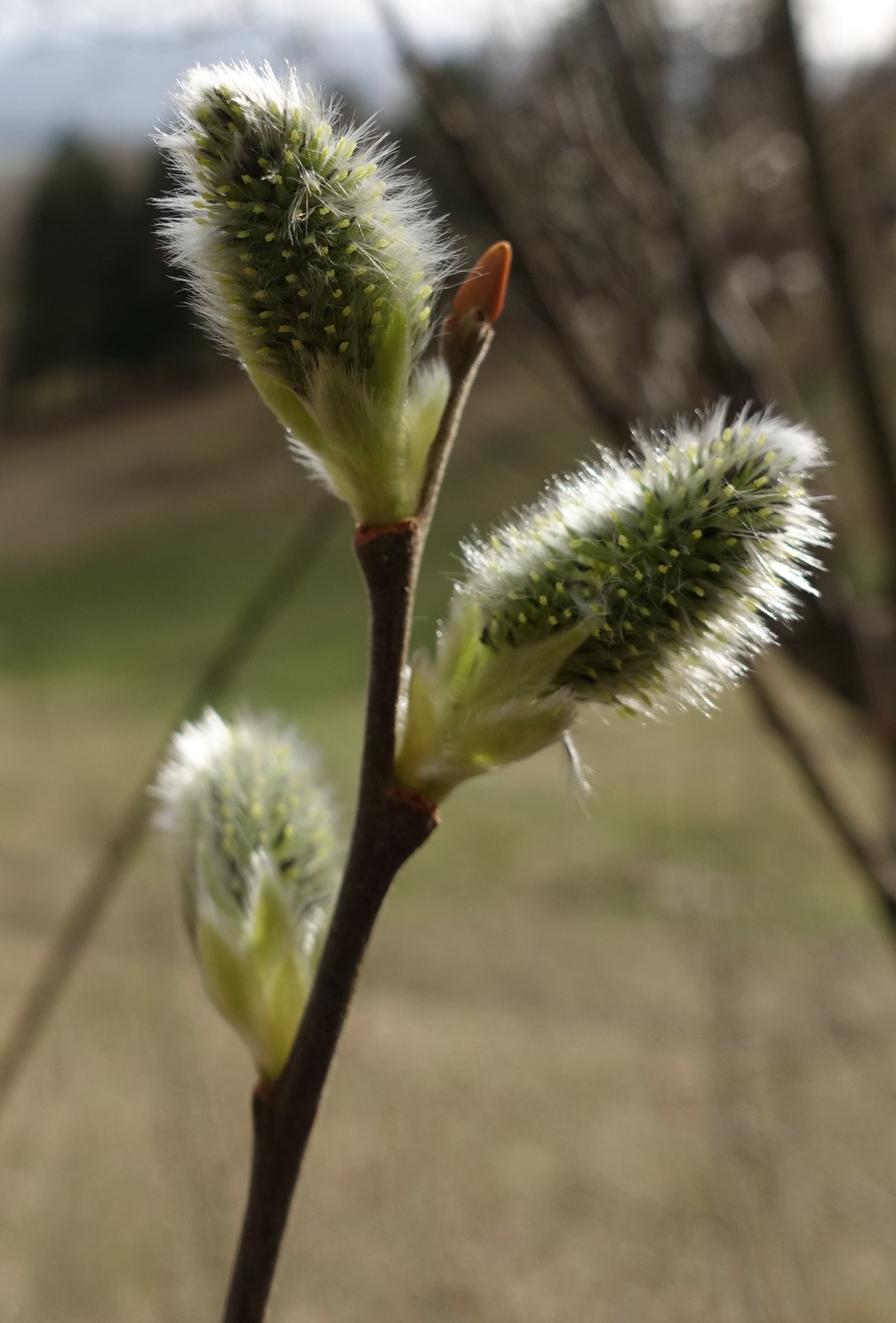 Salix caprea