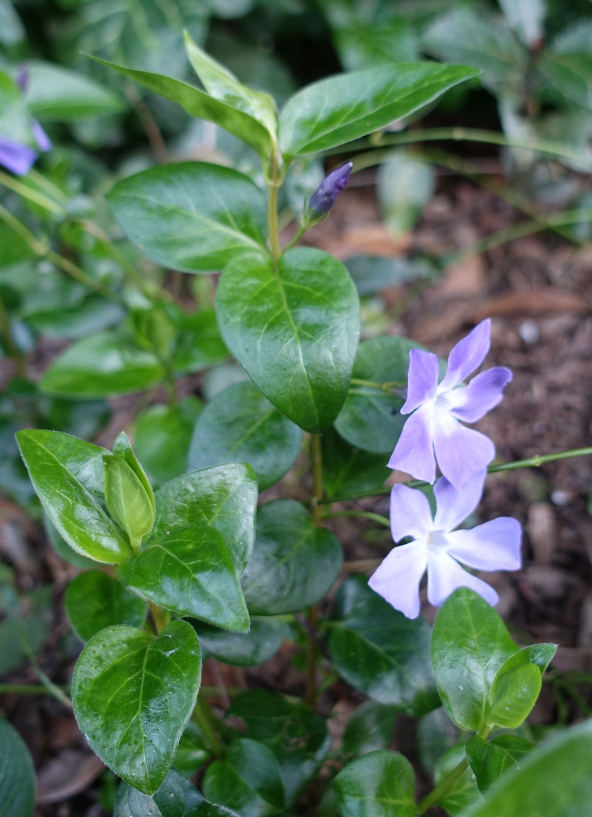 Vinca major