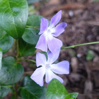 Vinca major
