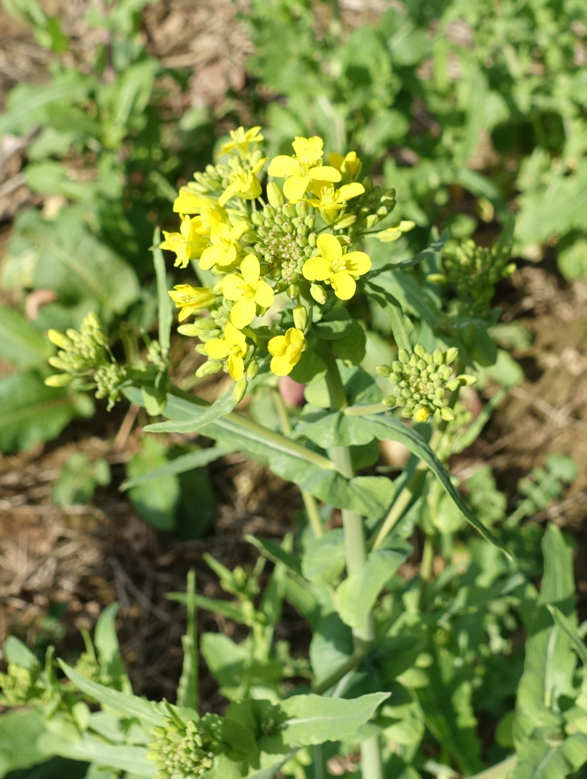 Brassica napus