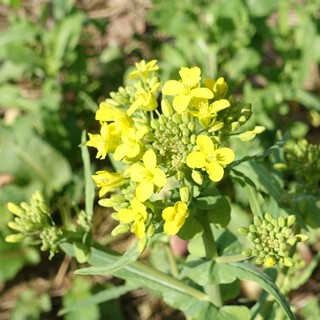 Brassica napus