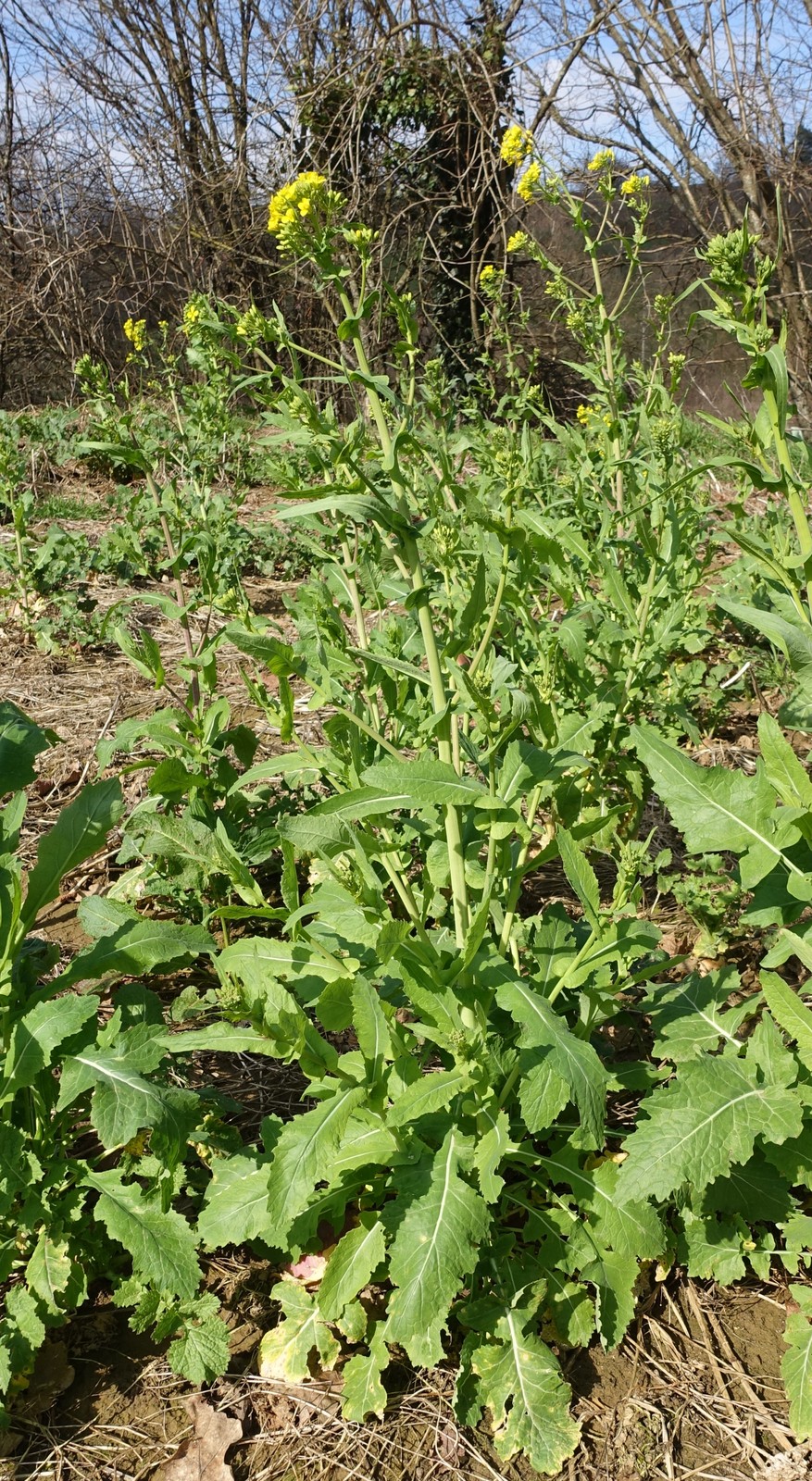 Brassica napus