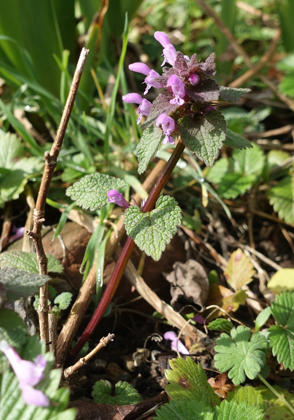 Lamium purpureum