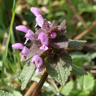 Lamium purpureum