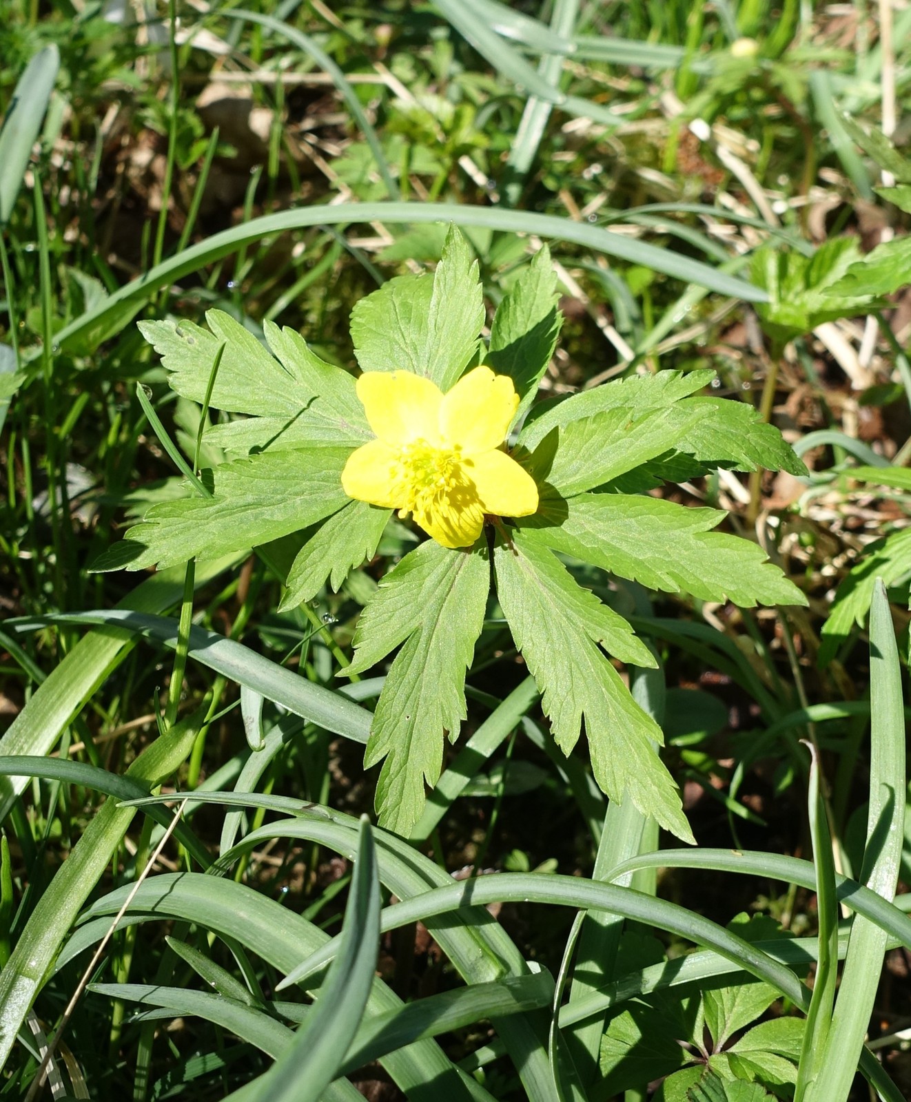 Anemone ranunculoides