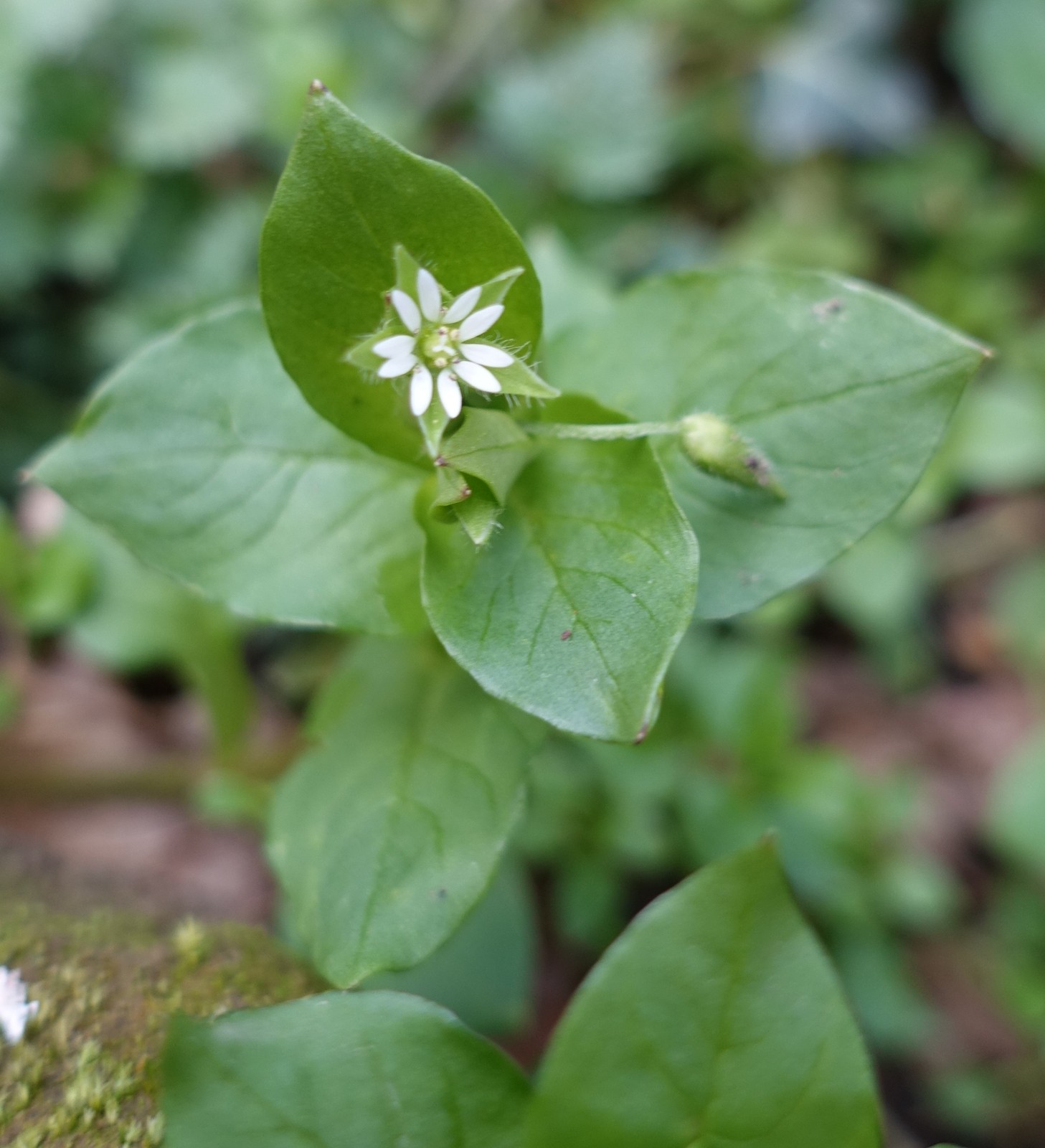 Stellaria media