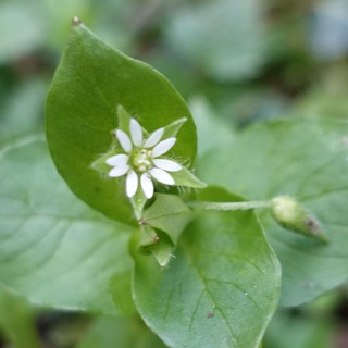 Stellaria media