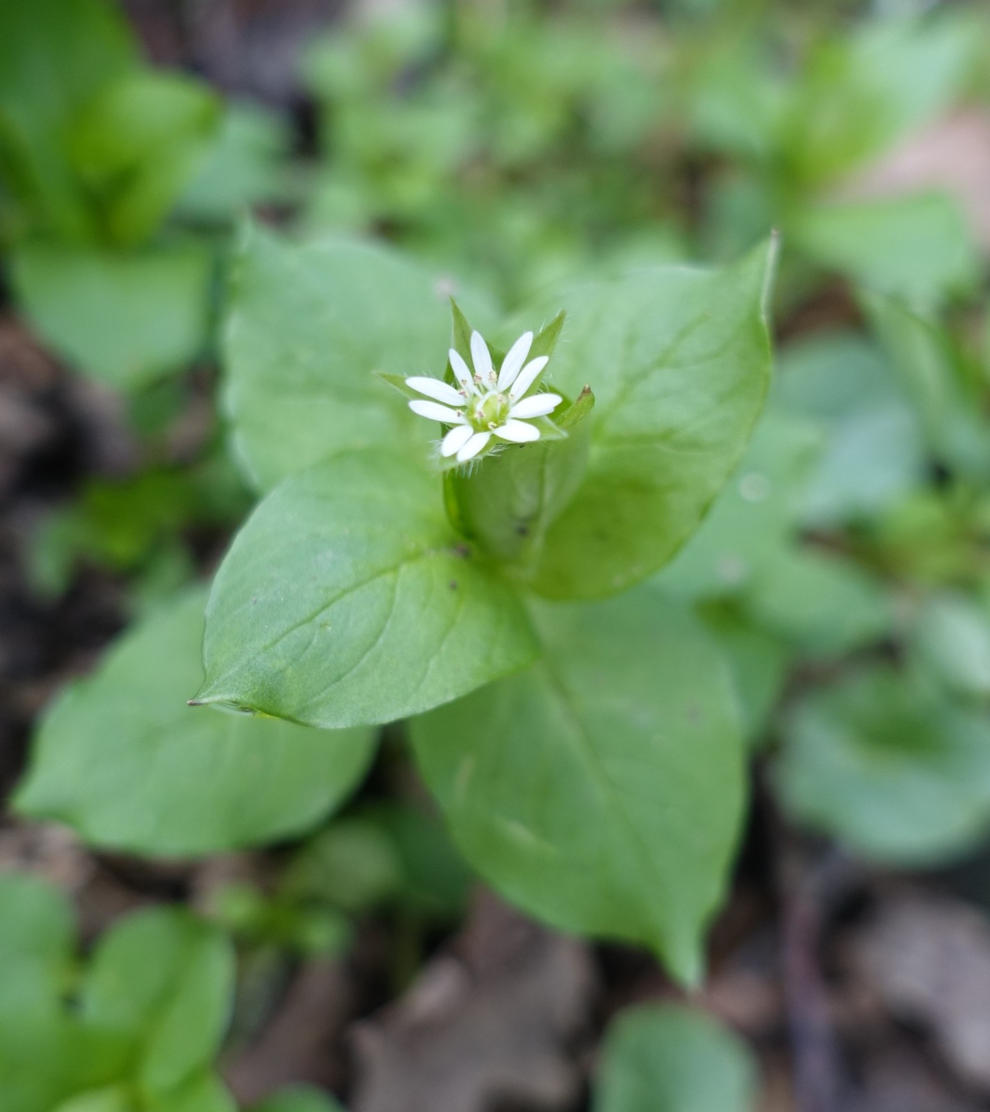 Stellaria media