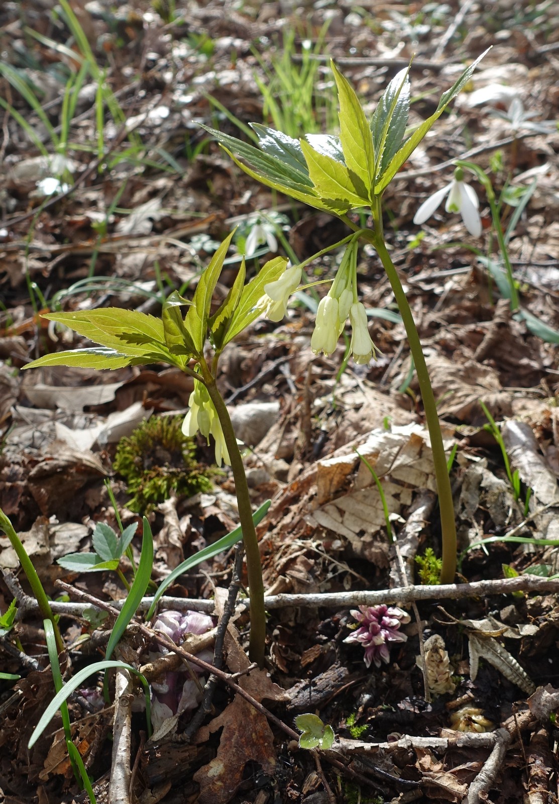 Cardamine enneaphyllos