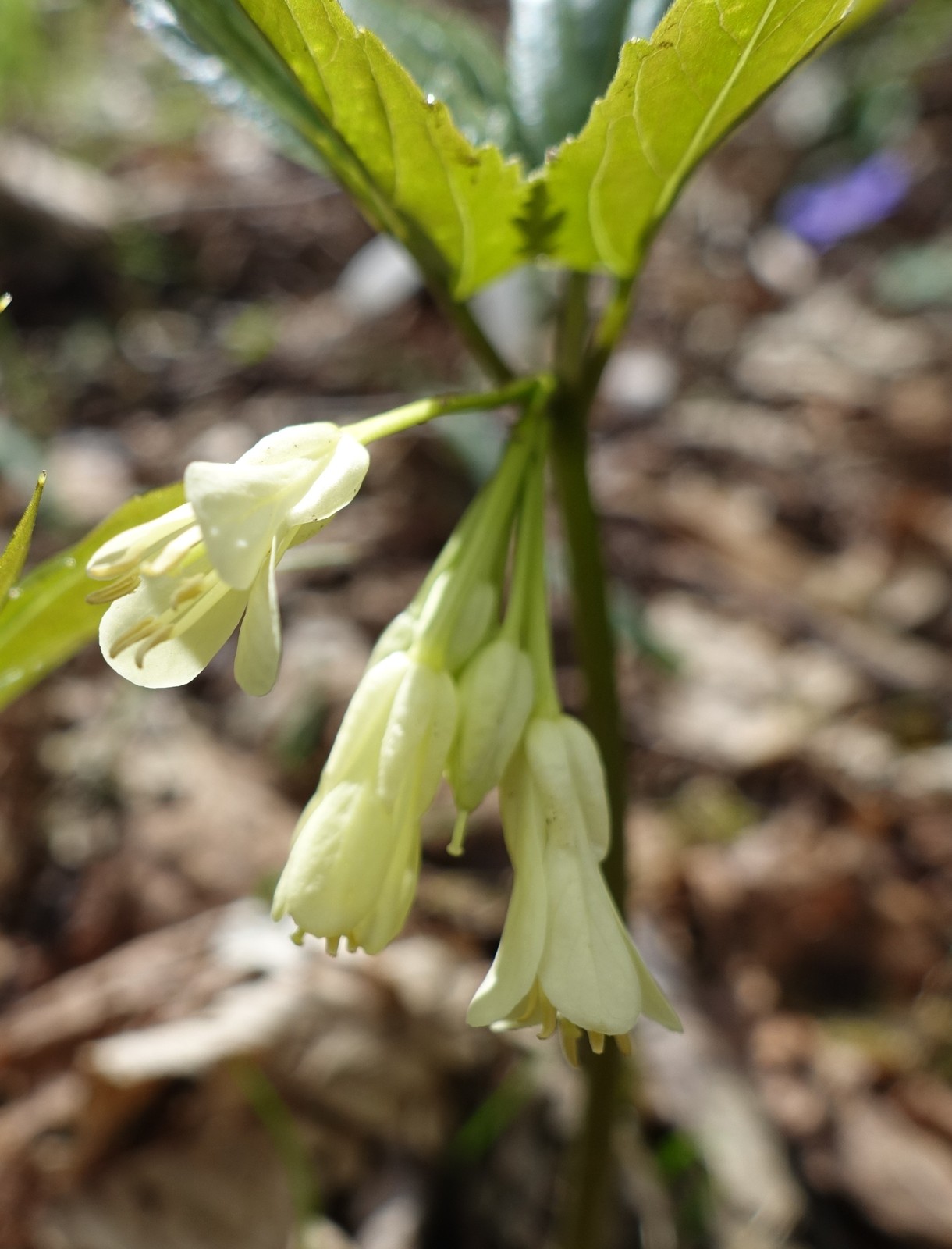 Cardamine enneaphyllos