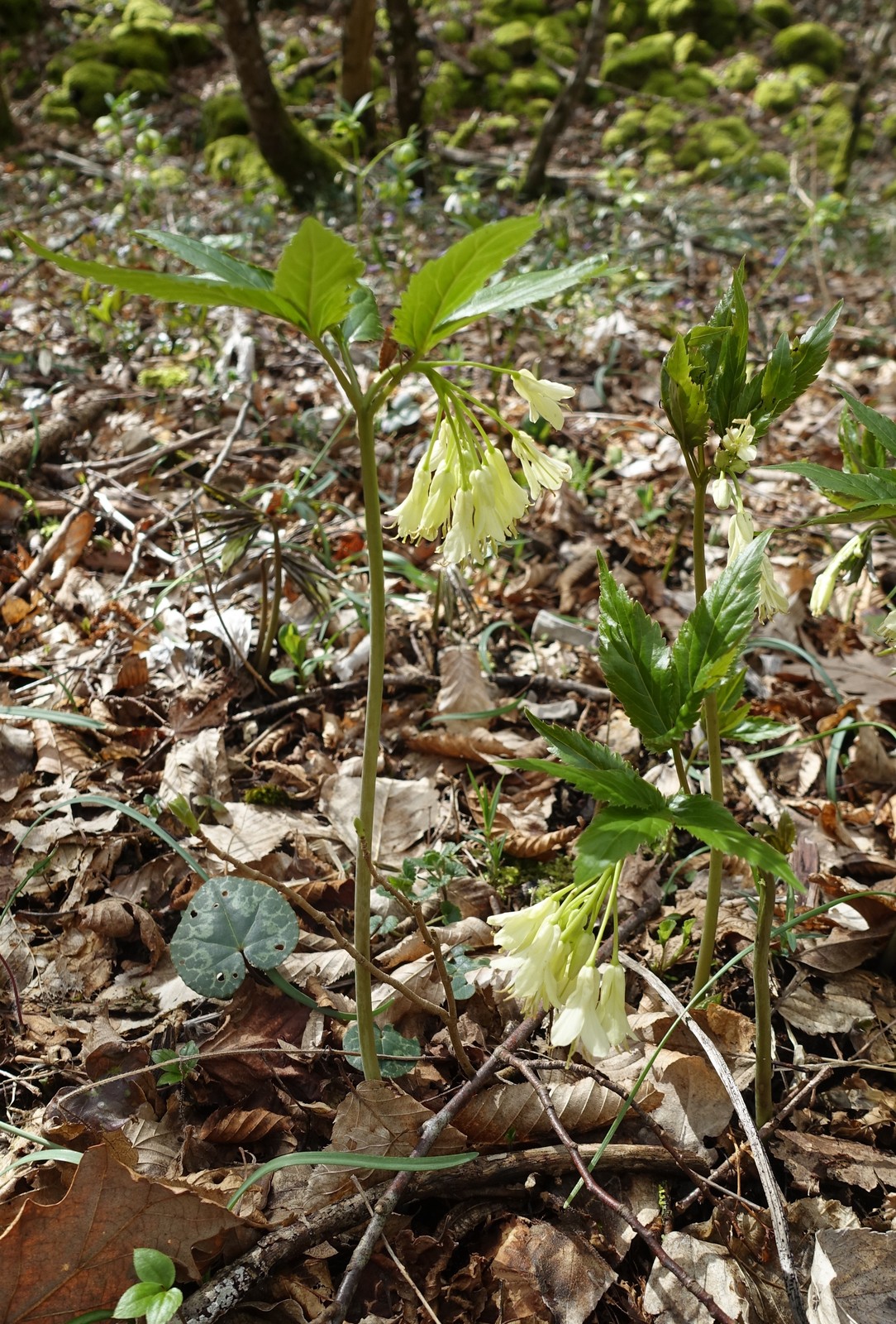 Cardamine enneaphyllos