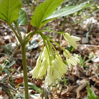 Cardamine enneaphyllos