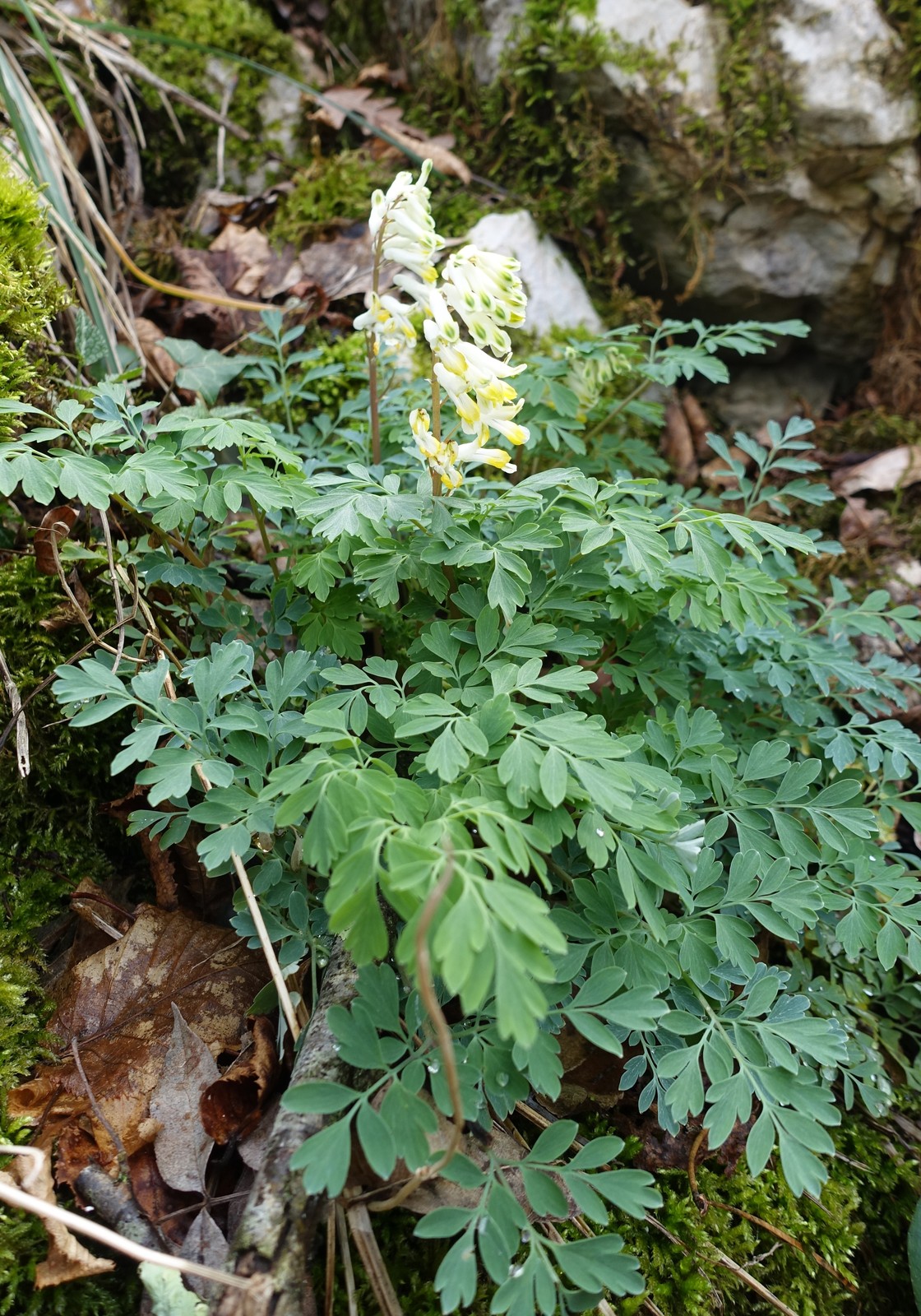 Pseudofumaria alba