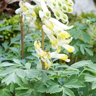 Pseudofumaria alba