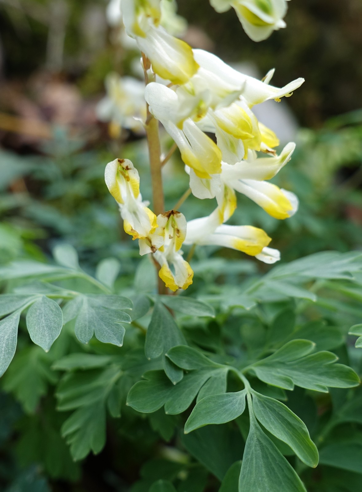 Pseudofumaria alba
