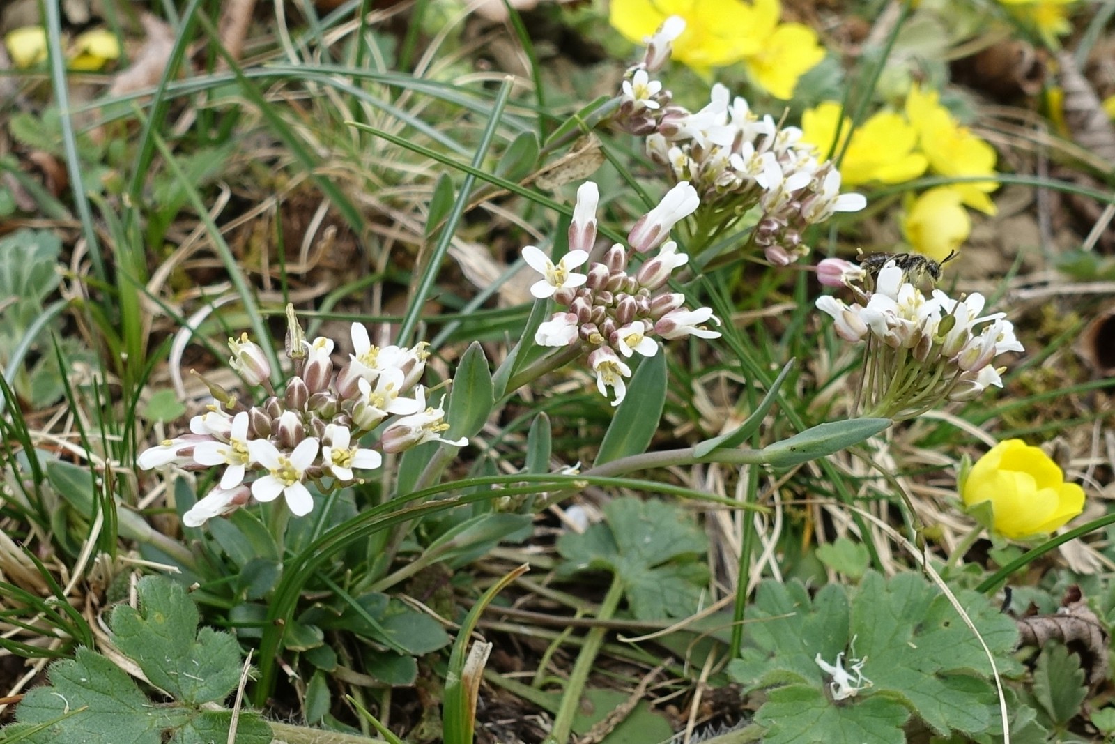 Thlaspi praecox