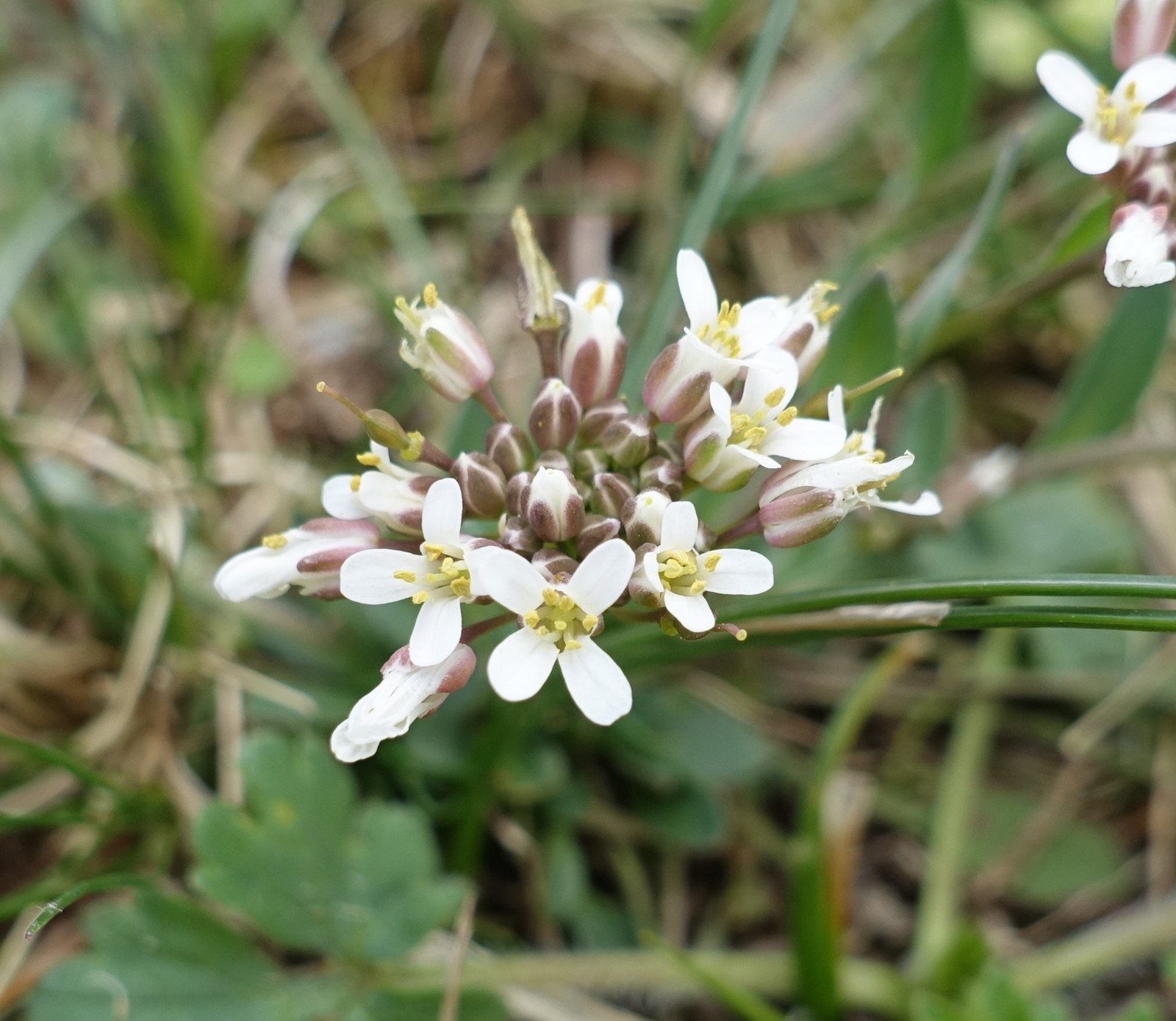 Thlaspi praecox