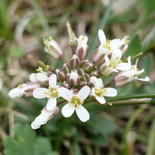Thlaspi praecox