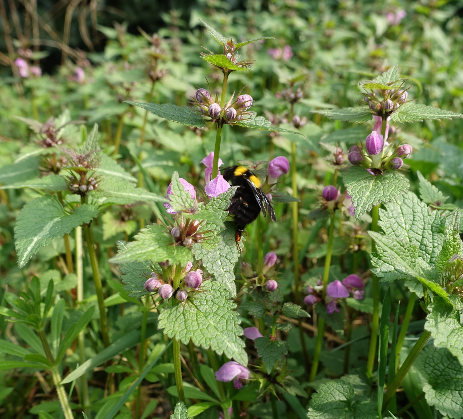 Lamium maculatum