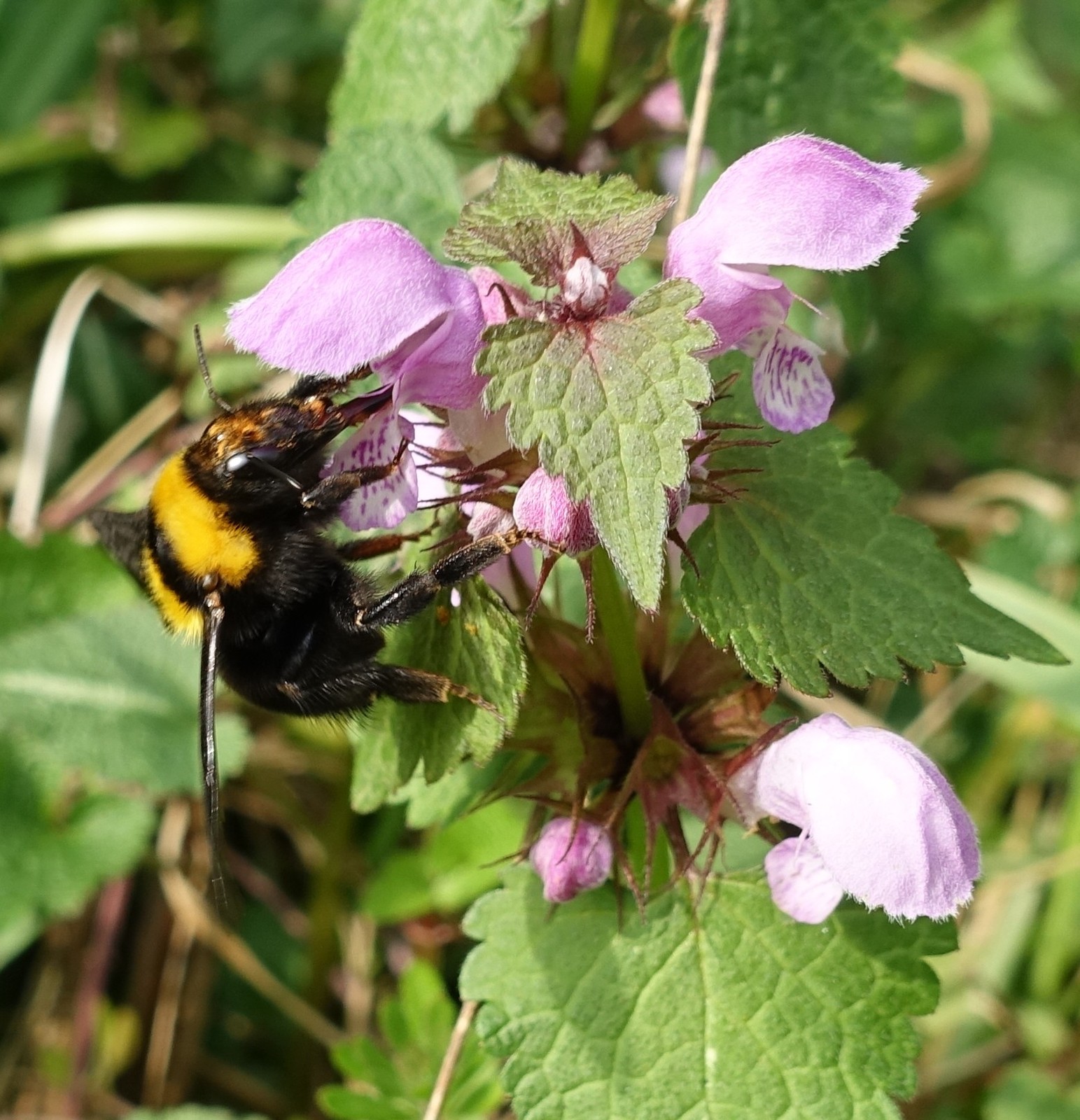Lamium maculatum