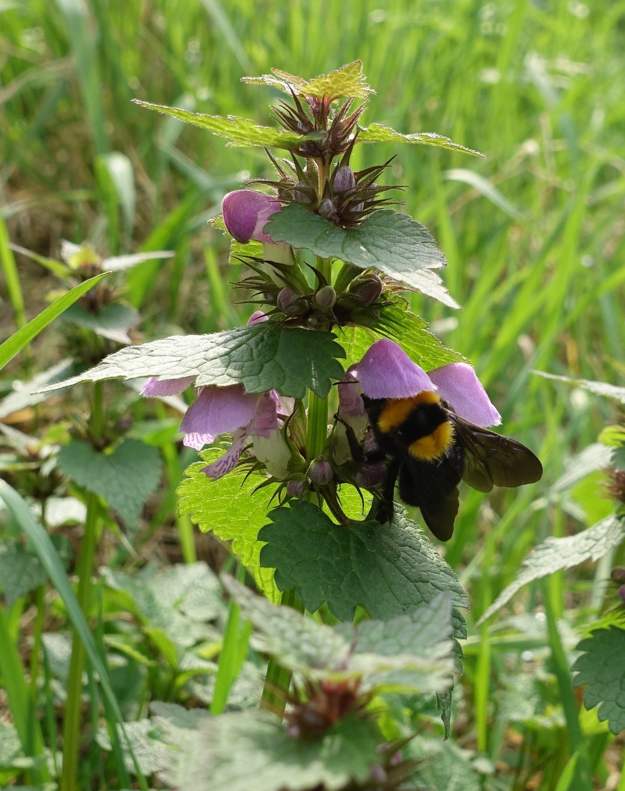 Lamium maculatum