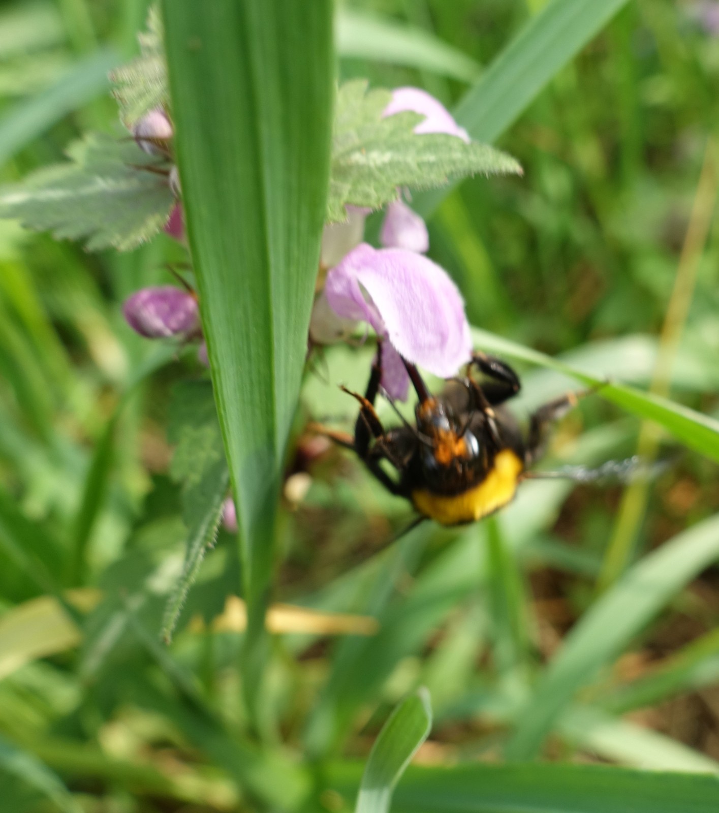 Lamium maculatum