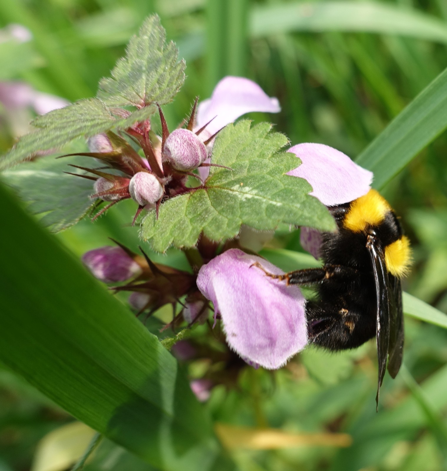 Lamium maculatum