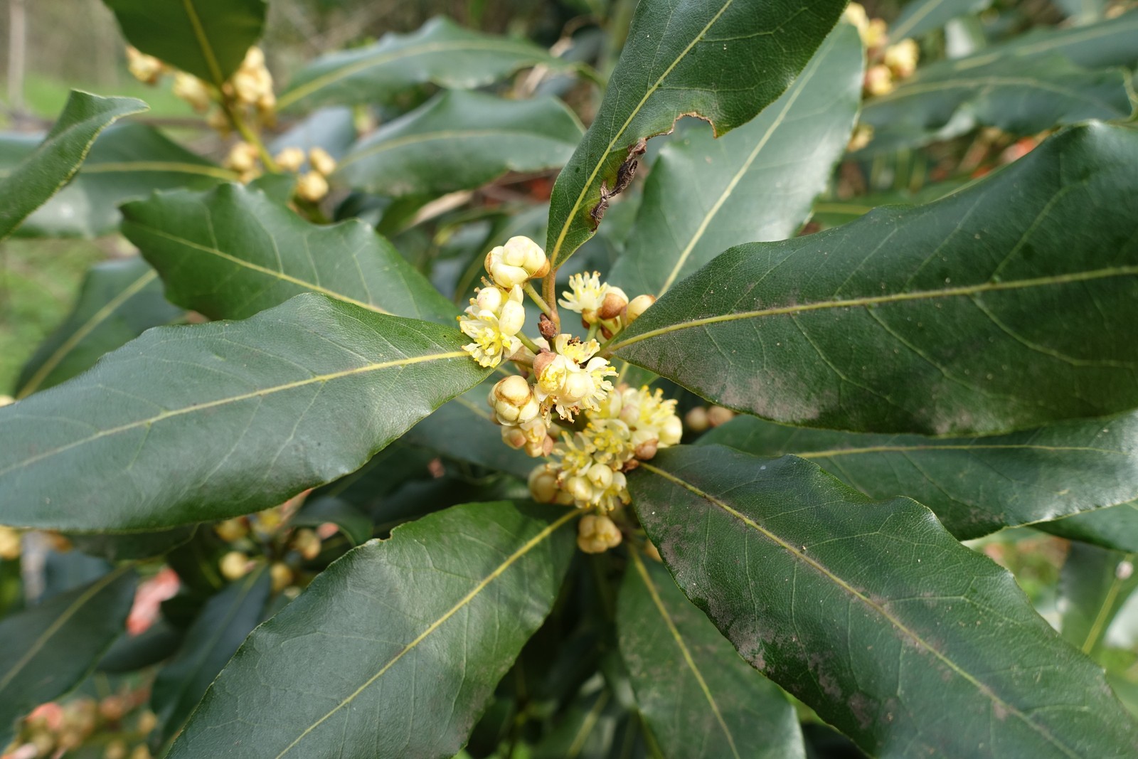 Laurus nobilis
