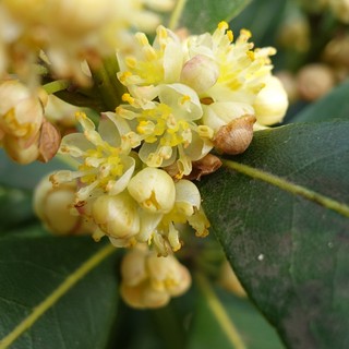Laurus nobilis