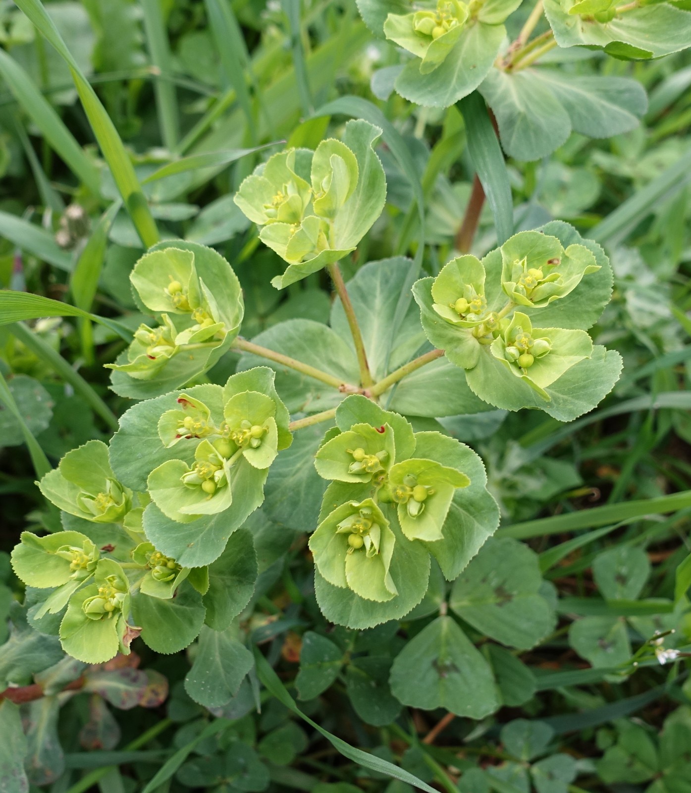 Euphorbia helioscopia