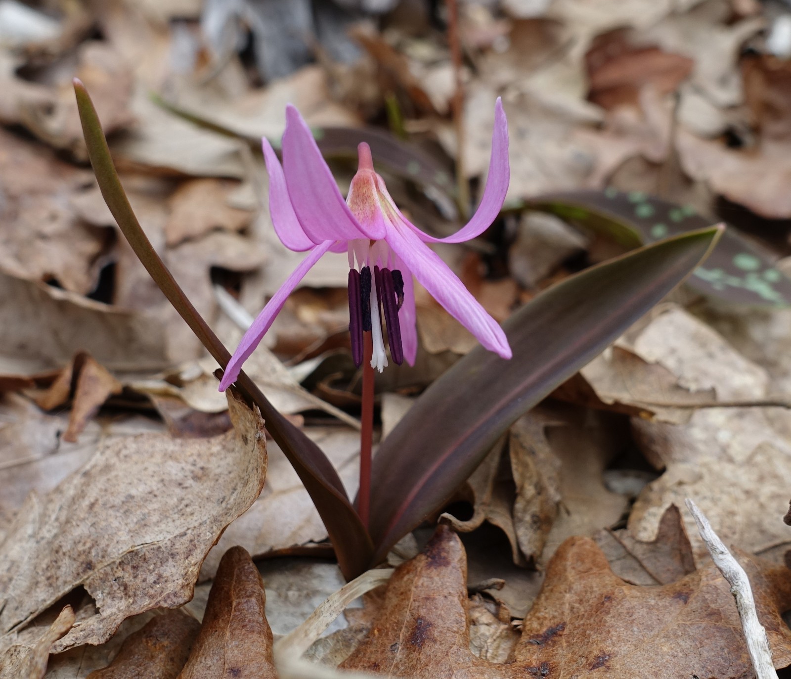 Erythronium dens-canis