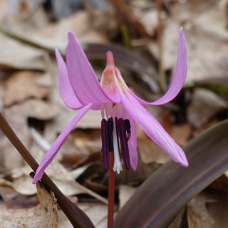 Erythronium dens-canis