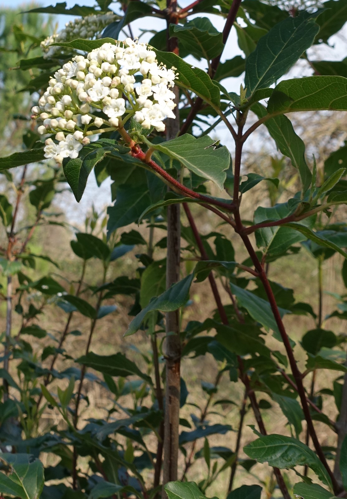 Viburnum tinus