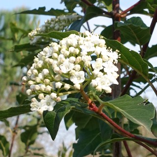 Viburnum tinus