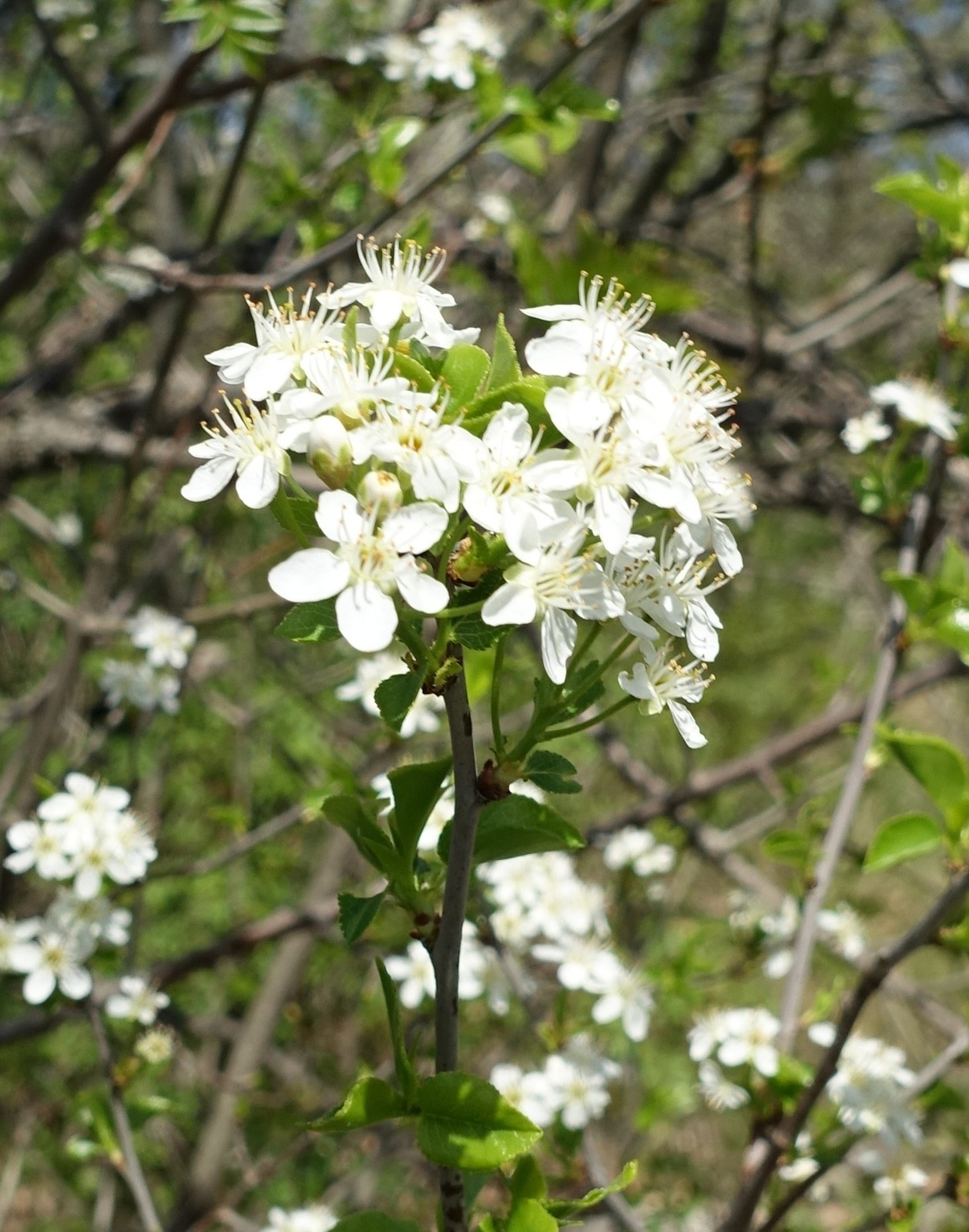 Prunus mahaleb