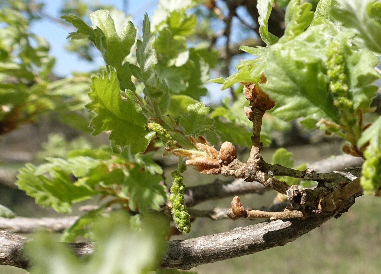 Quercus pubescens