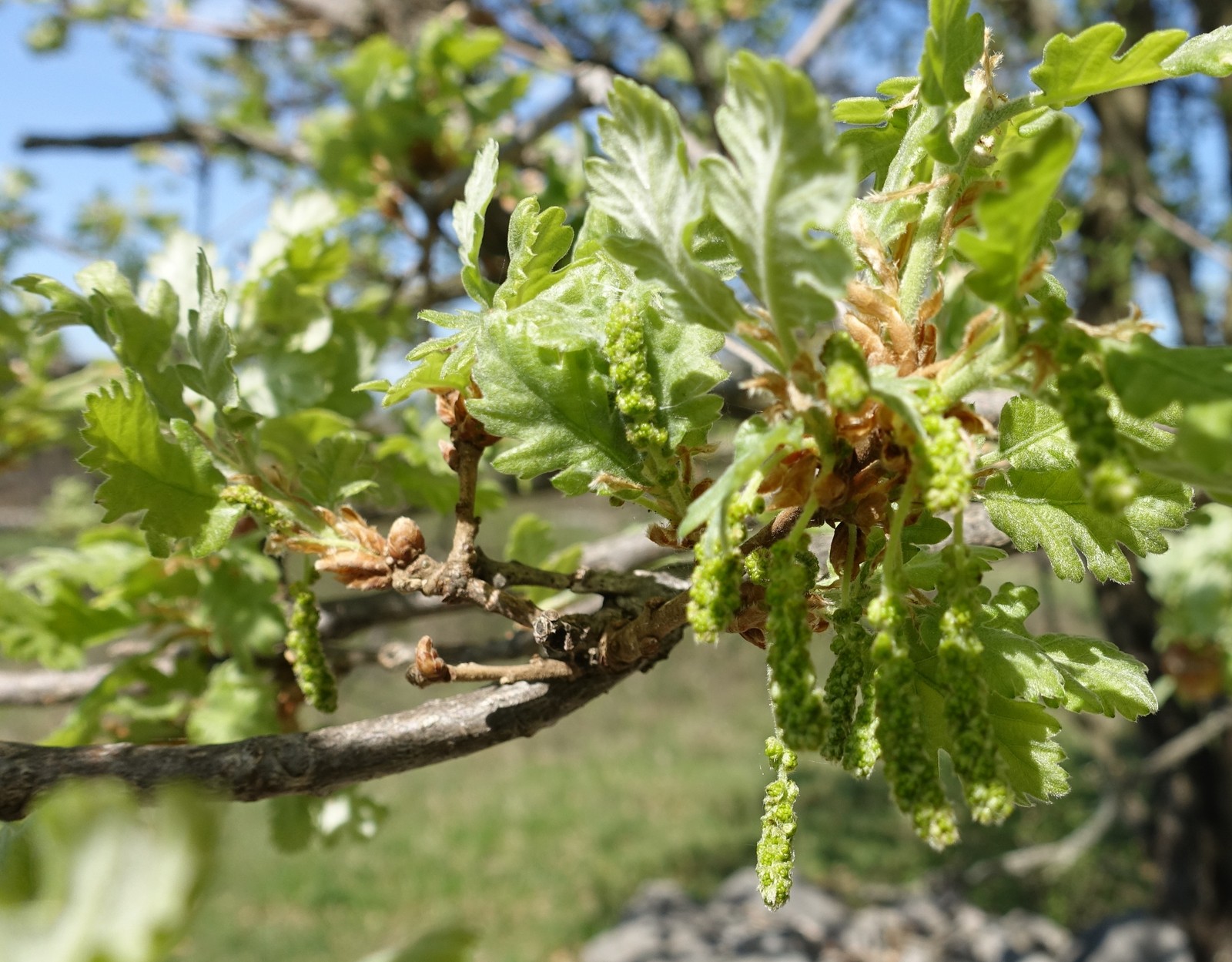 Quercus pubescens