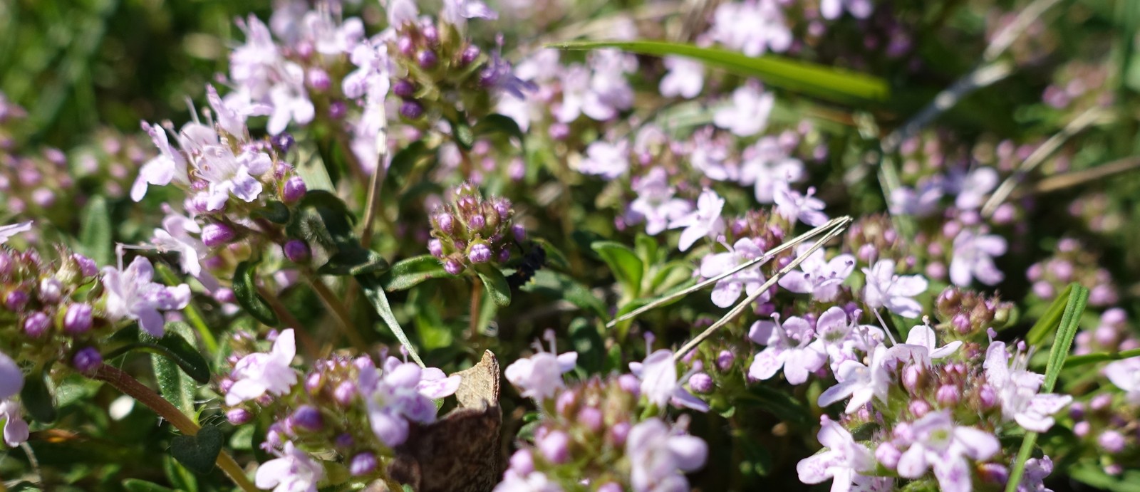 Thymus longicaulis